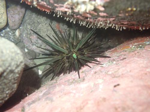 口鰓海膽 口鰓海膽
