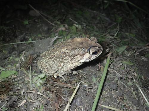黑眶蟾蜍