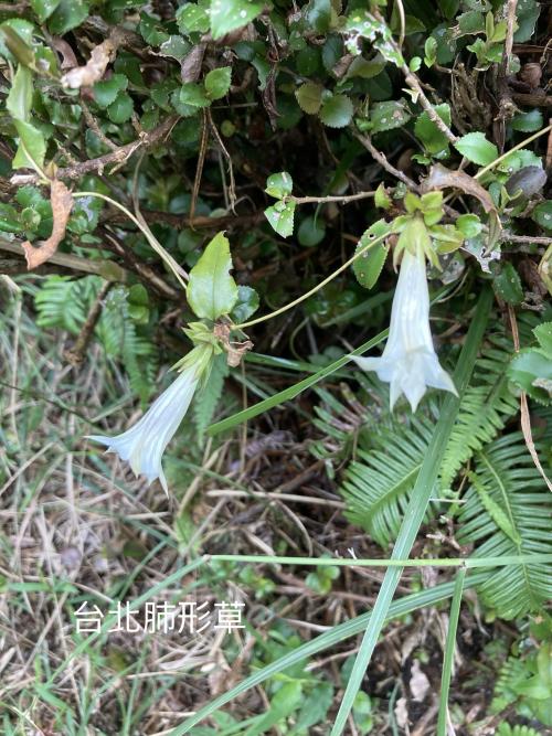 臺北肺形草 臺北肺形草