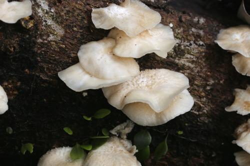 Lentinus squarrosulus(翹鱗香菇)