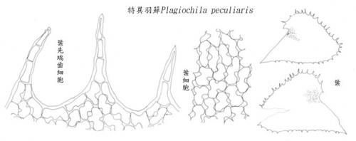 特異羽蘚