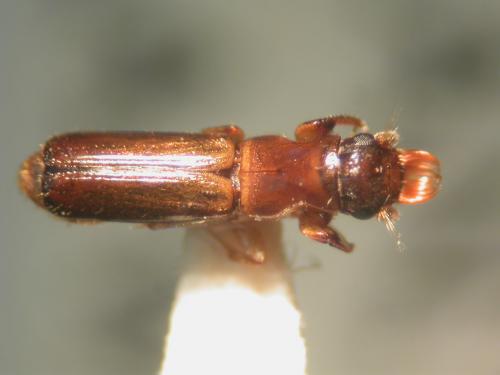 Diapus aculeatus Blandford, 1894 棘刺長小蠹
