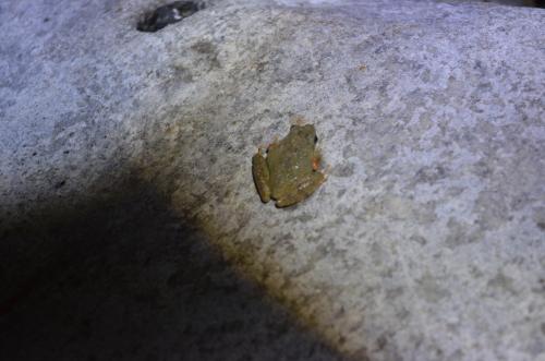 周氏樹蛙(北臺灣南琉球分布) 周氏樹蛙(北臺灣南琉球分布)