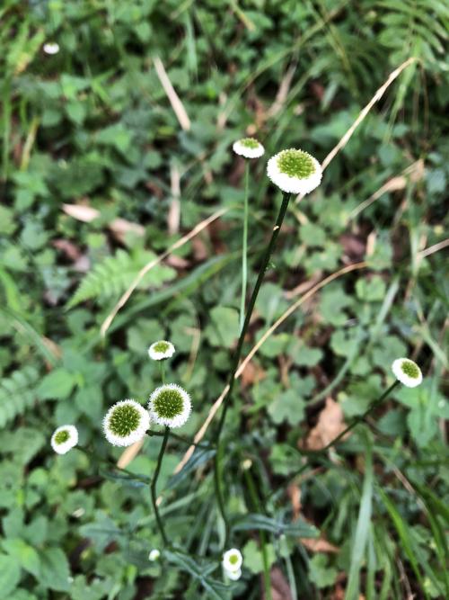 矮菊