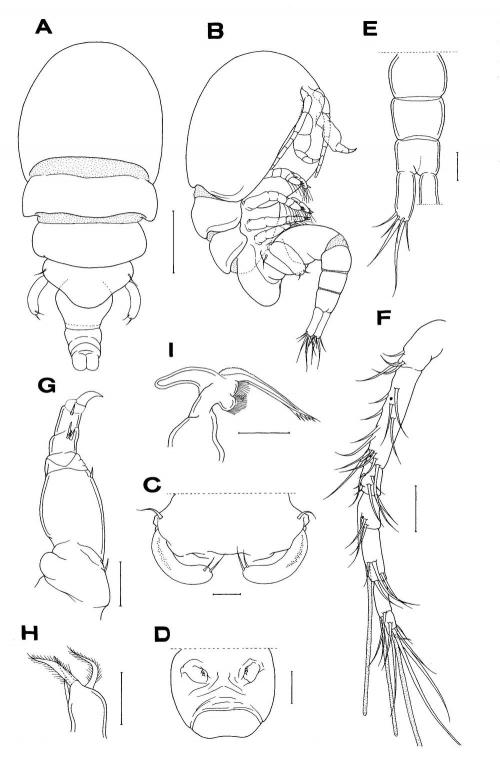 Allopodion ryukyuensis_雌 Allopodion ryukyuensis_雌