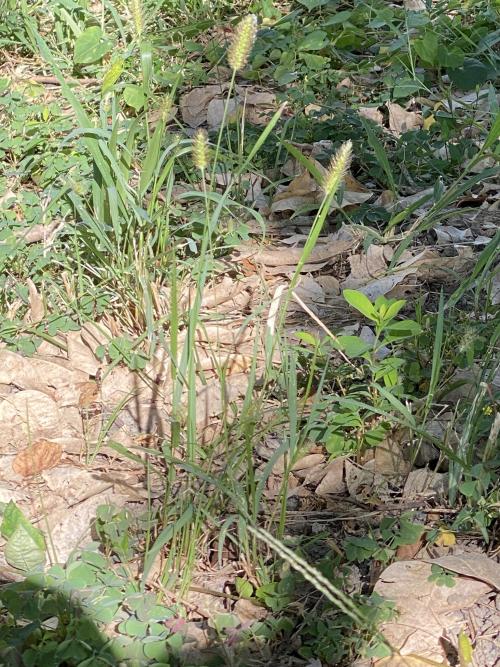 莠狗尾草