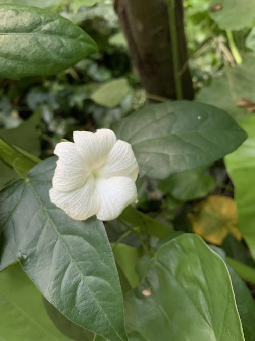 碗花草