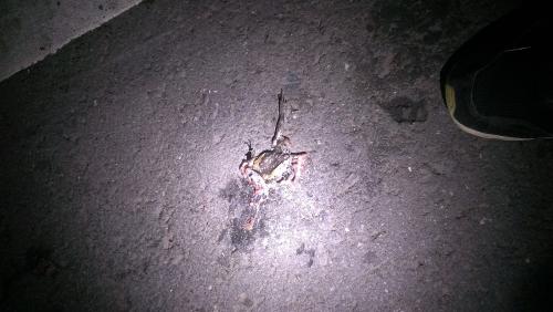 花狹口蛙 花狹口蛙
