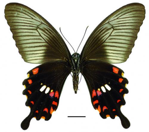 Papilio polytes polytes Linnaeus, 1758 (f. polytes) 玉帶鳳蝶(紅斑型) Papilio polytes polytes Linnaeus, 1758 (f. polytes) 玉帶鳳蝶(紅斑型)