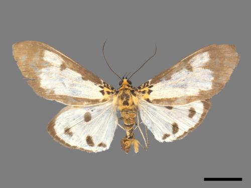 Asota plana lacteata[長斑擬燈蛾][00060075]