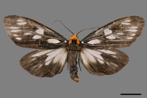 Macrobrochis gigas[巨網苔蛾][00018853]