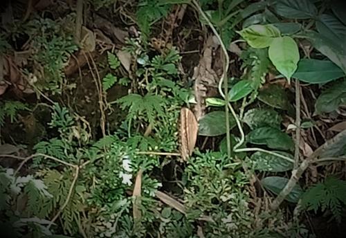 環紋蝶 環紋蝶