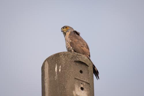 鳳頭蒼鷹(台灣亞種) 鳳頭蒼鷹(台灣亞種)