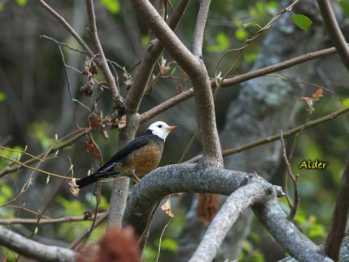 20090808_380408_Island_Thrush_1161.jpg