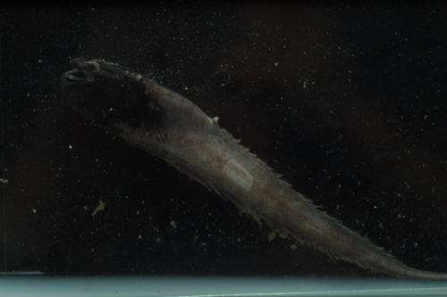 ASIZP0066072