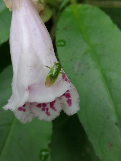 角桐草 角桐草