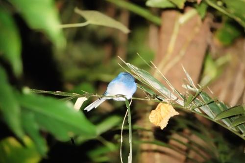 黑枕藍鶲 黑枕藍鶲