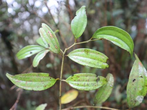 香桂 香桂