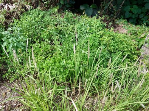 白茅 (茅針 茅根 茅草)