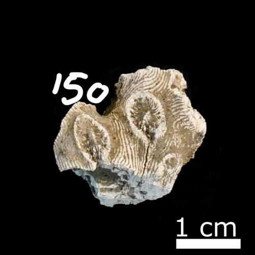 Dendrophyllia sp. [ASIZF0100150]