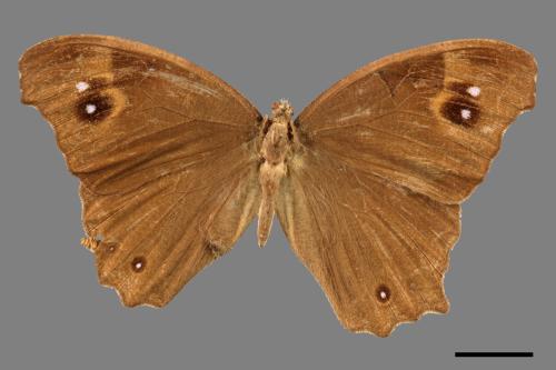 Melanitis leda[樹蔭蝶][00014406]