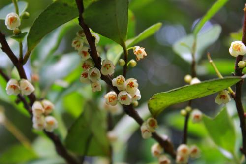 南仁山柃木(雄株)-山茶科