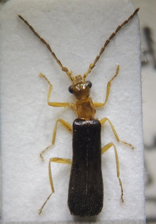 Micropodabrus multicostata (Wittmer, 1982) Micropodabrus multicostata (Wittmer, 1982)