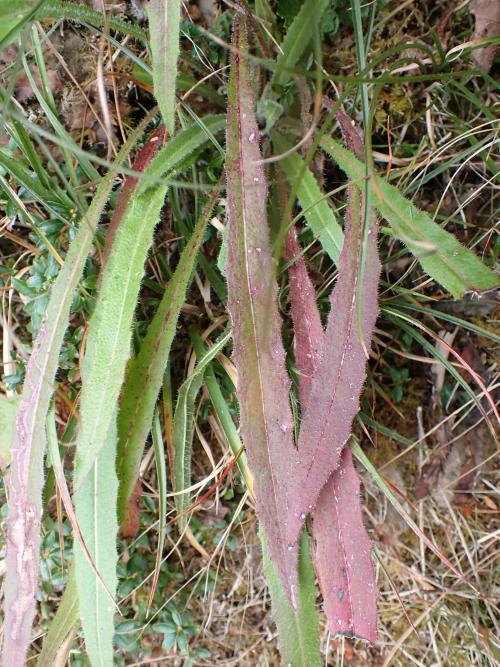 高山毛連菜