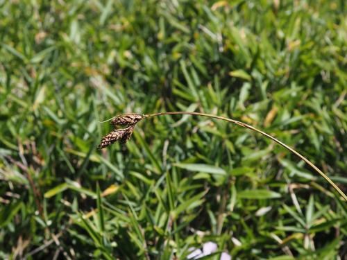 莎草科_南湖扁果薹_Chilai_20170816_OLYM0316