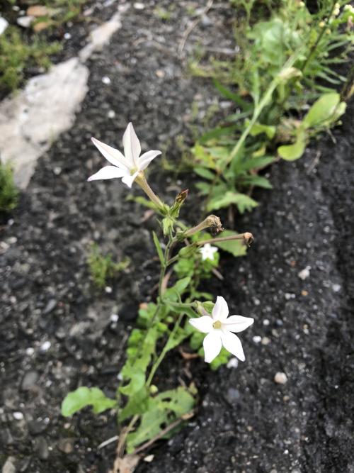 皺葉菸草 皺葉菸草
