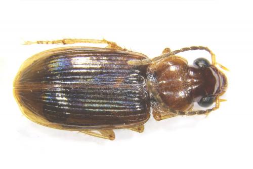 Acupalpus inornatus_female Acupalpus inornatus_female
