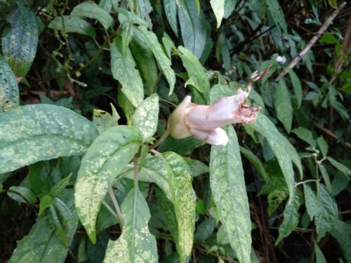 角桐草 角桐草
