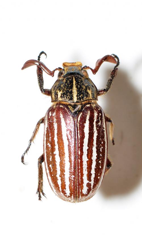台灣白條金龜 Polyphylla taiwana6