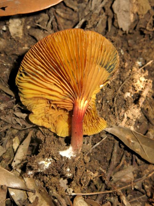 Phylloporus bellus var. cyanescens(變藍摺孔牛肝菌)
