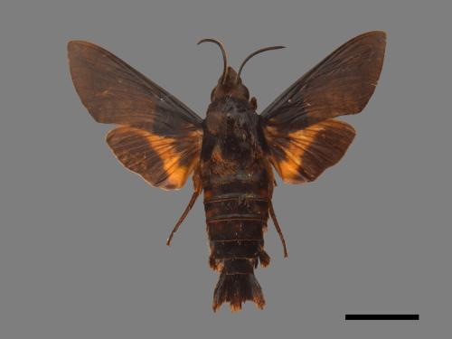 Macroglossum passalus[虎皮楠長喙天蛾][00016623]