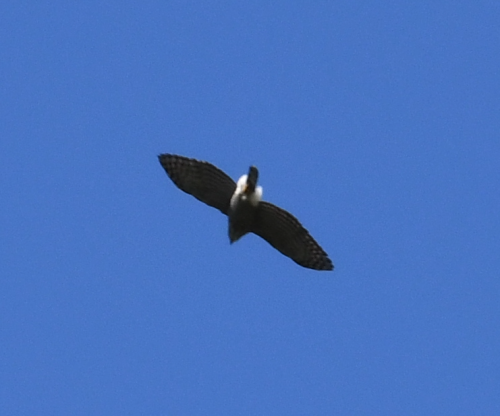 鳳頭蒼鷹