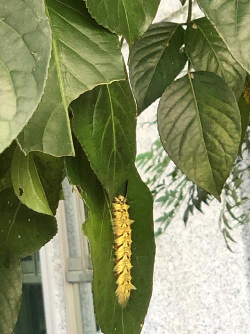 青黃枯葉蛾 台灣亞種 青黃枯葉蛾 台灣亞種