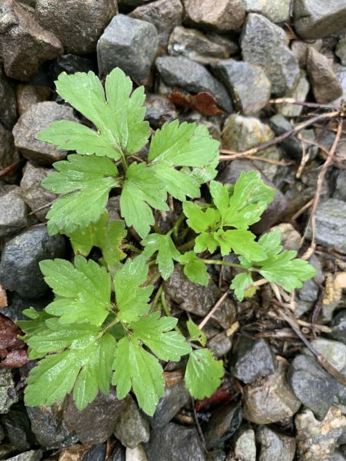 水辣菜 水辣菜