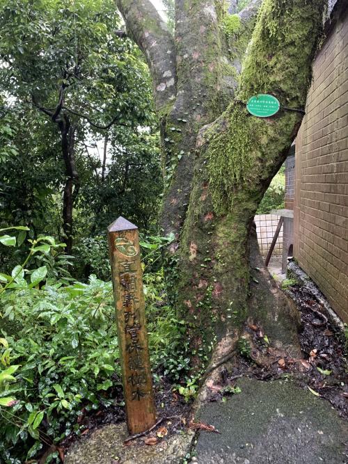 四照花 四照花