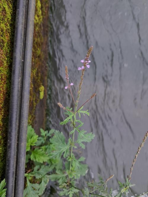 馬鞭草 馬鞭草