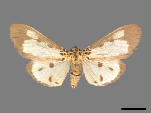 Asota plana lacteata[長斑擬燈蛾][00020597]