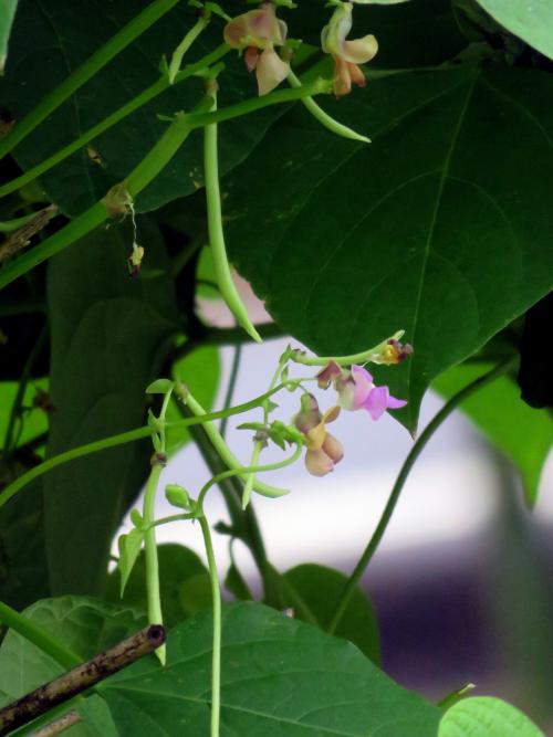 菜豆