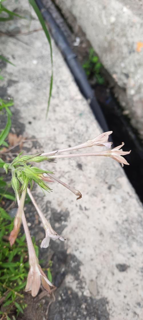 皺葉菸草 皺葉菸草