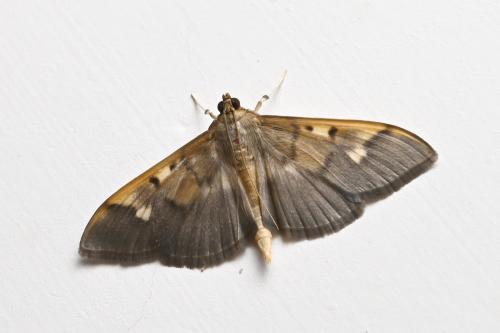Patania costalis Patania costalis