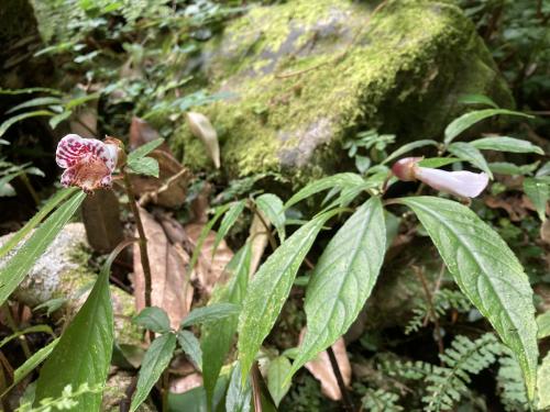 角桐草 角桐草
