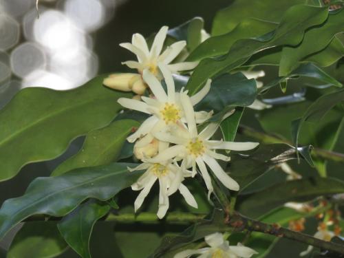 白花八角 白花八角