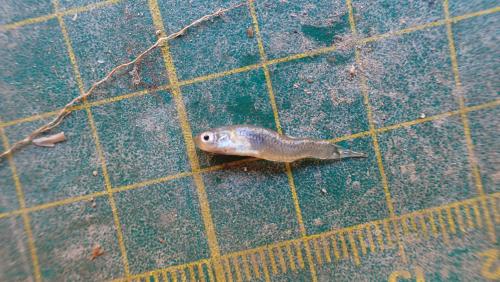 食蚊魚 (大肚魚)