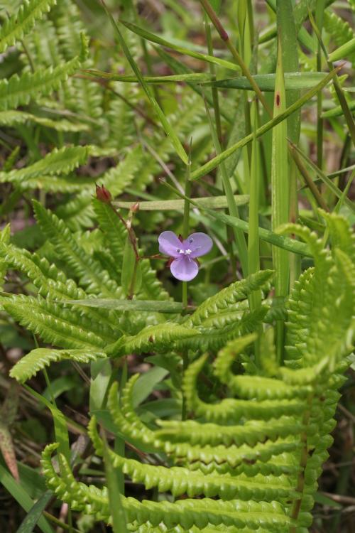 矮水竹葉-Commelinaceae鴨跖草科-水竹葉屬-Murdannia spirata-20090418新竹-蓮花寺-單子葉-IMG_3096