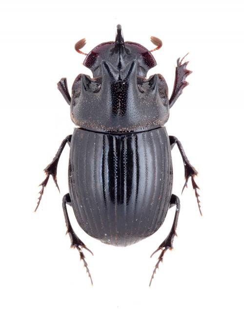 Copris (Copris) fukiensis Balthasar, 1953