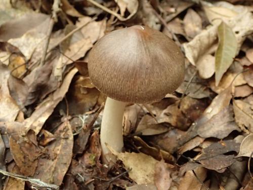 Amanita incarnatifolia(粉褶鵝膏)